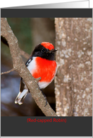 Red-capped Robin blank card