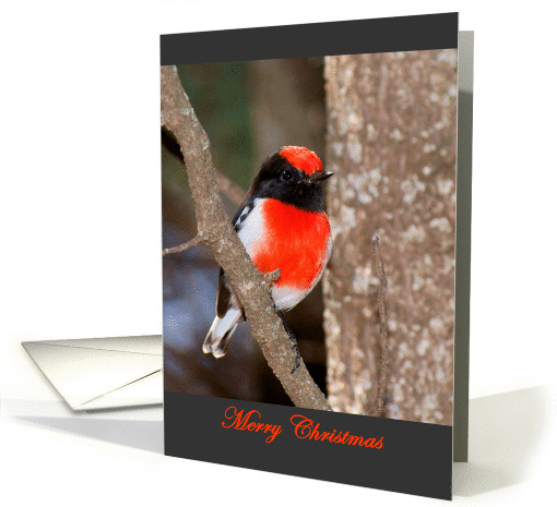 Red-capped Robin Christmas card (882197)