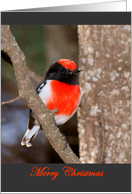 Red-capped Robin Christmas card