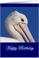 Happy Birthday, Australian Pelican blank card
