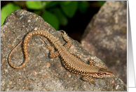 Lizard blank Card