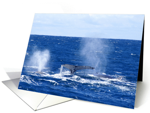 Southern Right Whale blank card (900195)