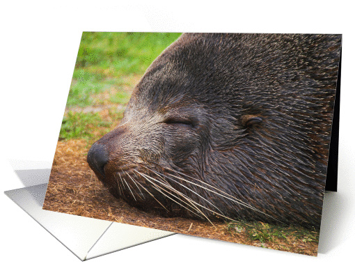 New Zealand Fur Seal Blank card (905798)