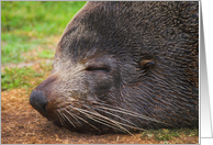 New Zealand Fur Seal Blank Card