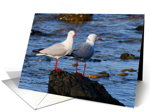 Silver Gulls blank card (910223)