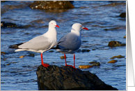 Silver Gulls blank Card