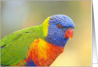 Lorikeet blank Card