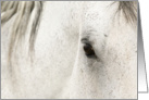 Birthday - Horse card