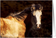 Red Willow pony blank note card