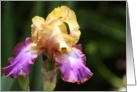 Yellow and Purple Iris card