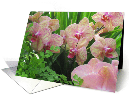 Graduation card (1281262)