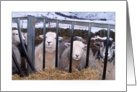 Langdale Sheep - The Lake District, Custom Card