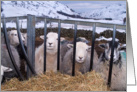 Langdale Sheep - The Lake District, Custom Card