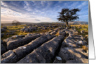 Birthday, Limestone Pavement and lone tree - The Yorkshire Dales card