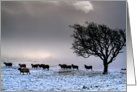 A harsh winter - sheep searching for food on a bleak morning - blank card