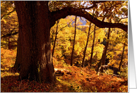 Autumn / Fall colours, near Aira Force, The Lake District - Blank card