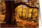 Autumn / Fall colours, near Aira Force, The Lake District - Blank card