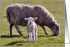 A cute lamb and its mum, baa - Blank card