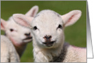 2 cute spring lambs, baa - Blank card