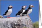 Atlantic Puffins on the Farne Islands, Northumberland - Blank card