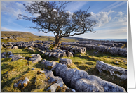 The Yorkshire Dales - Limestone pavement & lone tree - Blank card
