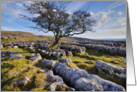 The Yorkshire Dales - Limestone pavement & lone tree - Blank card