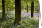 Bluebells in Clapdale Wood, The Yorkshire Dales - Blank card