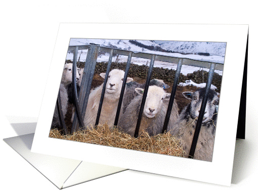 Langdale Sheep - The Lake District, Custom card (1198110)
