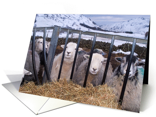 Langdale Sheep - The Lake District, Custom card (1198112)