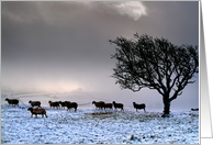 A harsh winter - sheep searching for food on a bleak morning - blank card