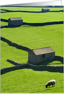 The Yorkshire Dales - Gunnerside Barns, walls, and sheep - Blank card