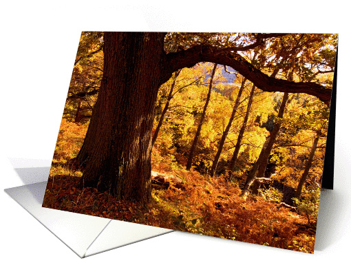 Autumn / Fall colours, near Aira Force, The Lake District - Blank card