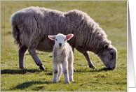 A cute lamb and its mum, baa - Blank card