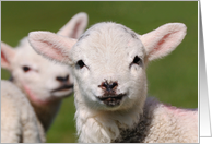 2 cute spring lambs, baa - Blank card