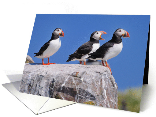Atlantic Puffins on the Farne Islands, Northumberland - Blank card