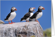 Atlantic Puffins on the Farne Islands, Northumberland - Blank card
