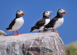 Atlantic Puffins on...