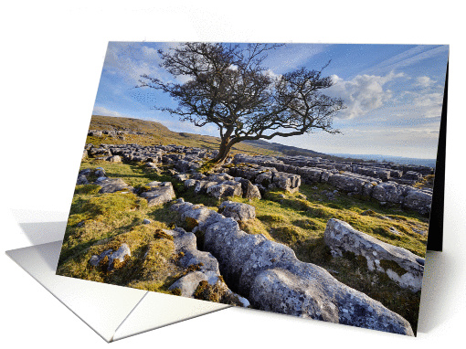 The Yorkshire Dales - Limestone pavement & lone tree - Blank card