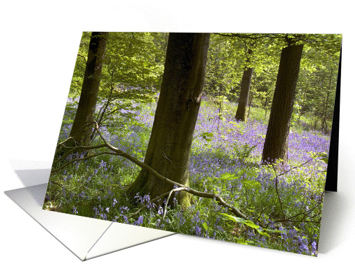 Bluebells in Clapdale Wood, The Yorkshire Dales - Blank card (877697)
