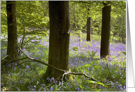 Bluebells in Clapdale Wood, The Yorkshire Dales - Blank card