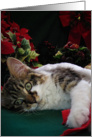 Merry Christmas Kitten, Xmas Holiday, Large Eyes card