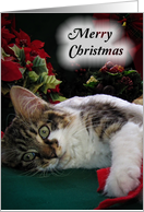 Merry Christmas Kitten, Wide-eyed Holiday Cat card