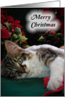 Merry Christmas Kitten, Wide-eyed Holiday Cat card