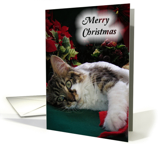 Merry Christmas Kitten, Wide-eyed Holiday Cat card (882638)