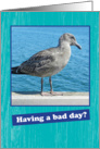 Humorous Encouragement Card with a Grumpy Seagull card