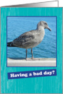 Humorous Encouragement Card with a Grumpy Seagull card