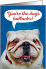 English Bull Dog- You’re the Dog’s Bullocks Congratulations Card
