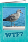 Funny WTF? Seagull Happy Bird-Day! Birthday card