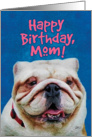 Cute Bulldog Face- Happy Birthday Mom card