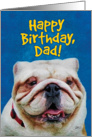 Happy Birthday Dad- Awesome English Bulldog Close Up card
